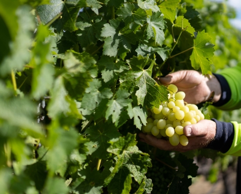 RIDGEMILL ESTATE Vertical Tasting 2026