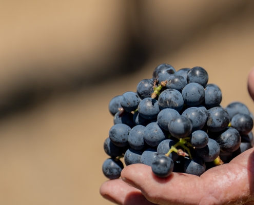 RIDGEMILL ESTATE Winery Stanthorpe RIDGEMILL ESTATE Winery Stanthorpe