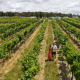 Experience RIDGEMILL ESTATE Stanthorpe